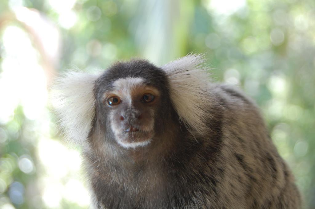 Pousada Águas de Parati Esterno foto