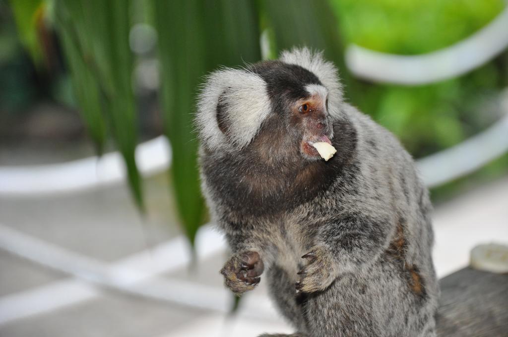 Pousada Águas de Parati Esterno foto
